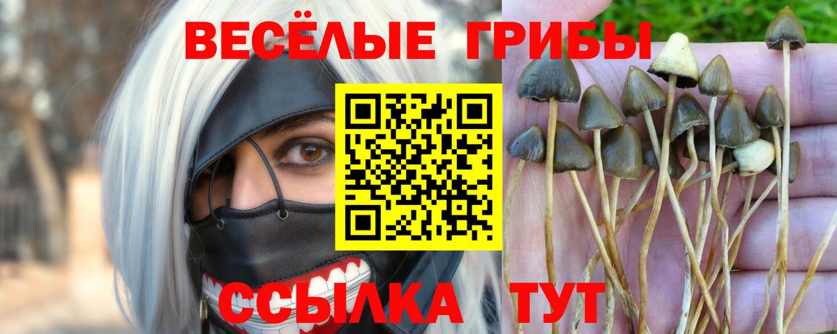 Галлюциногенные грибы прущие грибы Сегежа